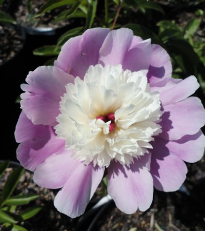 Peony Cora Stubbs